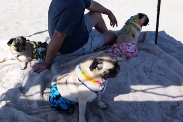 Pug Park photo 1